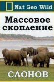 Постер Массовое скопление слонов (2011)