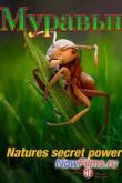 Постер Муравьи: тайная сила природы (2005)