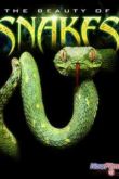 Постер Discovery: Красота змей (2006)