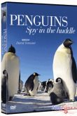 Постер Смотреть BBC. Пингвин: Шпион под прикрытием (2013)