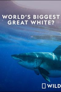 National Geographic. ����� ������� � ���� ����� �����? (2019)