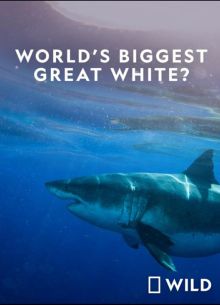 National Geographic. Самая большая в мире белая акула? (2019)